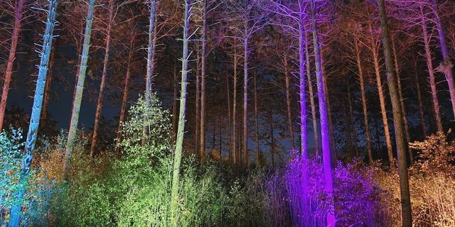Trees and plantings at Monk Botanical Gardens lit in purple, green and blue during Blossom of Lights