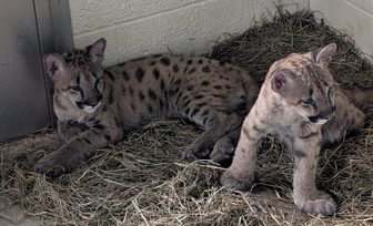 Marshfield zoo asks public to name two new cougar cubs